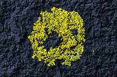 Saxicolous lichens of the supralittoral zone in Brittany. Procession of the yellow belt: Xanthoria aureola (yellow) on the black background of Hydropunctaria maura (oil-like crustacean lichen), Trebeurden, Côtes d'Armor, Brittany, France