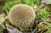 Spiny Puffball (Lycoperdon echinatum), Bugey, Rhone-Alpes, France