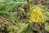 A myxomycete in the rainforest of Vancouver Island. Fuligo septica, also called "Scrambled egg slime". Worldwide distribution, indicating very high antiquity. British Columbia, Canada