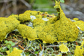 A myxomycete in the rainforest of Vancouver Island. Fuligo septica, also called "Scrambled egg slime". Worldwide distribution, indicating very high antiquity. British Columbia, Canada
