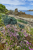The northern coast of Brittany in spring. Sea kale (Crambe maritima), Pennywort (Umbilicus rupestris) and Thrift seapink (Armeria maritima) in bloom, Plougrescant (Pointe du Château), Côtes d'Armor, Brittany, France