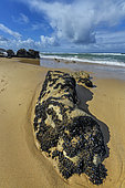 Mussels on blocks of Hercynian granite eroded by the sea at low tide, Côte Sauvage de Quiberon, Brittany, France