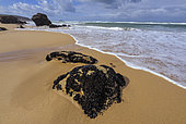 Moules sur de blocs de granite hercynien érodé par la mer à marée basse, Côte Sauvage de Quiberon, Bretagne, France