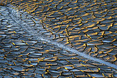 Clay polygons in the bay of Mont St Michel. A very fertile marl, allowing intensive polder cultivation, the Bay of Mont St Michel is located between Brittany and the Norman peninsula of Cotentin, France.