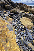 Trilobite fossil in Brittany. Anse de Verac'h and Tas de Pois, Presqu'ile de Crozon, Finistère, Brittany, France