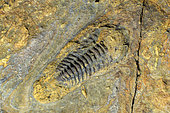 Trilobite fossil in Brittany. Anse de Verac'h and Tas de Pois, Presqu'ile de Crozon, Finistère, Brittany, France
