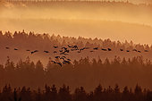 Grues cendrées (Grus grus) en vol au lever du soleil, Hautes Fagnes, Ardennes, Belgique