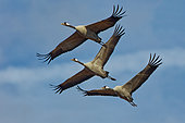 Common cranes (Grus grus) in flight, High Fens, Ardennes, Belgium