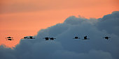 Common cranes (Grus grus) in flight at sunrise, Las du Der-Chentecoq, Champagne, France