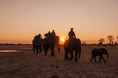 Safari-goers riding African elephants back to camp at sunset. Abu Camp, Okavango Delta, Botswana.