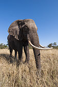 Portrait of an African elephant, Loxodonta africana, with extremely long tusks. Abu Camp, Okavango Delta, Botswana.