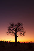 A baobab tree at twilight, Okavango delta, Botswana