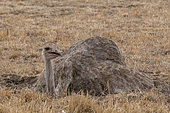A female common ostrich, Struthio camelus, nesting. Masai Mara National Reserve, Kenya.