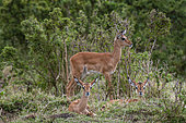 Portrait of three female impalas, Aepyceros melampus, resting but alert. Masai Mara National Reserve, Kenya.