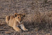 Portrait of a lion cub, Panthera leo, resting. Masai Mara National Reserve, Kenya.