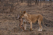 A lioness, Panthera leo, bringing a newborn impala kill, Aepyceros melampus, to her cubs. Mara National Reserve, Kenya.