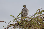 An eastern chanting goshawk, Melierax poliopterus, perching in a tree. Samburu National Park, Kenya.