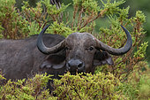 A Cape or African buffalo, Syncerus caffer, hiding in the bush. Samburu National Park, Kenya.