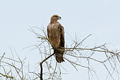 A tawny eagle, Aquila rapax, perching in a tree top. Samburu National Park, Kenya.