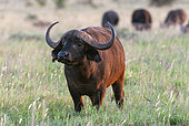 Portrait of an African buffalo, Syncerus caffer, with a herd grazing nearby. Lualenyi Game Reserve, Kenya.