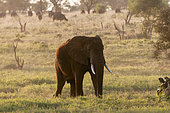 An African elephant, Loxodonta africana, at sunrise. African buffalo graze in the distance. Lualenyi Game Reserve, Kenya.