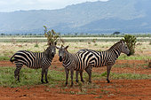 A portrait of three Grant's zebras, Equus quagga boehmi. Tsavo East National Park, Kenya.