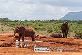 African elephants, Loxodonta africana, taking a mud bath. Tsavo East National Park, Kenya.