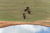 A herd of African elephants, Loxodonta africana, approaching a water hole. Tsavo East National Park, Kenya.