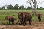 Young African elephants and calves, Loxodonta africana, walking. Tsavo East National Park, Kenya.