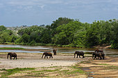 A herd of African elephants, Loxodonta africana, crossing Galana River. Galana River, Tsavo East National Park, Kenya.