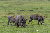 A group of warthogs, Phacochoerus aethiopicus, foraging. Masai Mara National Reserve, Kenya.