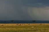Herbivores grazing as storm approaches on Masai Mara plains. Masai Mara National Reserve, Kenya.