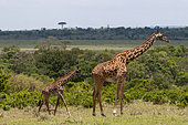 A young Masai giraffe, Giraffa camelopardalis, following its mother. Masai Mara National Reserve, Kenya.