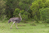 Portrait of a female ostrich, Struthio camelus, walking. Masai Mara National Reserve, Kenya.