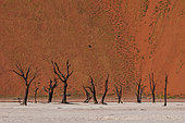 Camel thorn trees against red sand dunes in the Sossusvlei. Namib Naukluft Park, Namib Desert, Namibia.