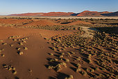 An aerial view of red sand dunes and vegetation in the Namib desert. Namib Naukluft Park, Namib Desert, Namibia.