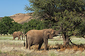 Elephants graze from trees in the Kunene Region. Huab River Valley, Kunene, Namibia.