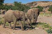 Elephants walk and graze in arid grasslands in the Kunene Region. Damaraland, Huab River Valley, Kunene, Namibia.