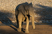 An elephant walks in a sunlit dry river bed. Skeleton Coast, Kunene, Namibia.