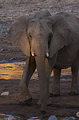 Sunlight highlights an elephant walking in a dry river bed. Skeleton Coast, Kunene, Namibia.