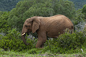 An African elephant, Loxodonta africana, walking in the bush. Eastern Cape South Africa
