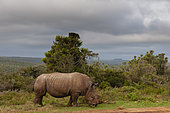 A white rhinoceros, Ceratotherium simum, grazing. Eastern Cape South Africa