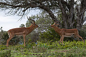 Two impalas, Aepyceros melampus, fighting. Eastern Cape South Africa
