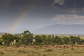 A harem of impalas, Aepyceros melampus, walking under a cloudy sky with a rainbow. Masai Mara National Reserve, Kenya.