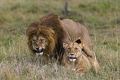 A male lion, Panthera leo, snarls as he mates with a submissive female below. Masai Mara National Reserve, Kenya.