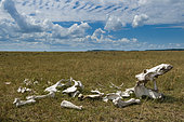 A hippopotamus skeleton lying in the Maasai Mara plains. Masai Mara National Reserve, Kenya.