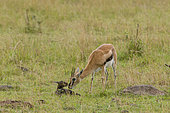 A Thomson's gazelle with her newborn, Gazella thomsoni. Masai Mara National Reserve, Kenya.
