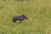 A young warthog, Phacochoerus africanus, running. Masai Mara National Reserve, Kenya.