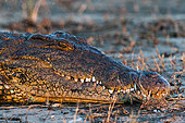 A Nile crocodile, Crocodylus niloticus, basking near the Chobe River. Chobe River, Chobe National Park, Kasane, Botswana.