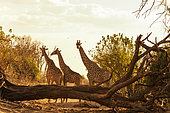 Three southern giraffes, Giraffa camelopardalis, near a fallen tree. Chobe National Park, Kasane, Botswana.